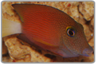 White Tail Bristletooth Tang